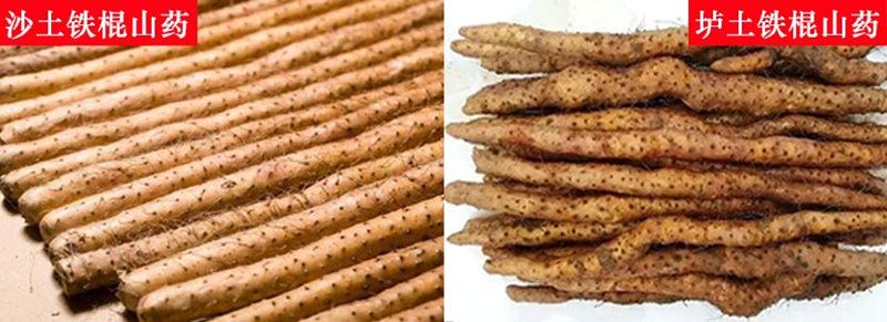 山藥的品種有哪些，怎么區(qū)分？
