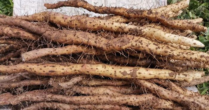 如何挑選正宗壚土鐵棍山藥？