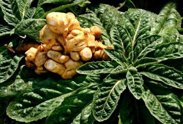 四大懷藥-懷地黃