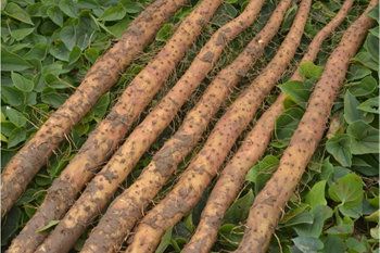 帶你走進山藥的前世今生